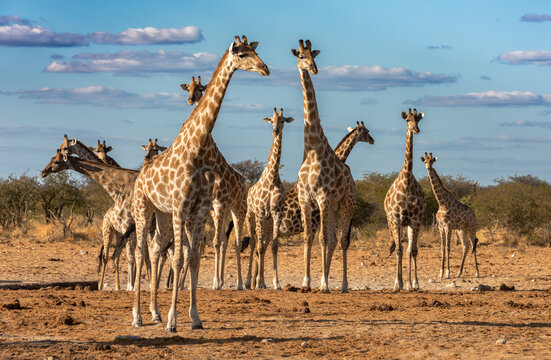 Fototapeta Herd of giraffe at a waterhole in the late afternoon light.