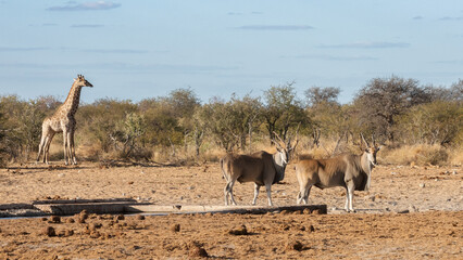 Two Eland at a waterhole with a giraffe in the background