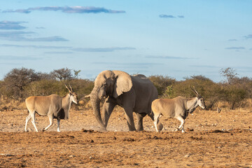 Interaction with Kudu and an Elephant at a waterhole
