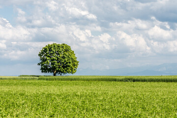 Single tree on field, Canton Thurgau, Switzerland