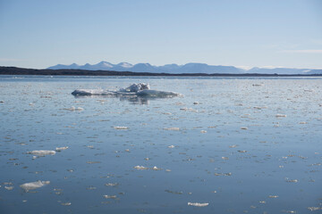 ice pieces floating in the water of the arctic ocean in Svalbard islands (Norway)