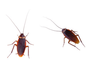 Fototapeta cockroach carrier pathogens isolated obraz