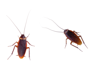 cockroach carrier pathogens isolated