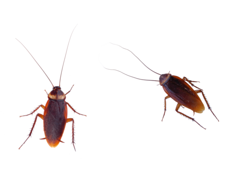 cockroach carrier pathogens isolated
