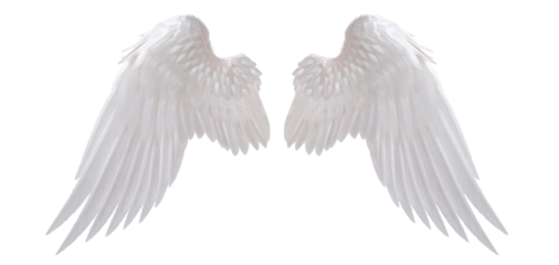 white angel wing isolated for design