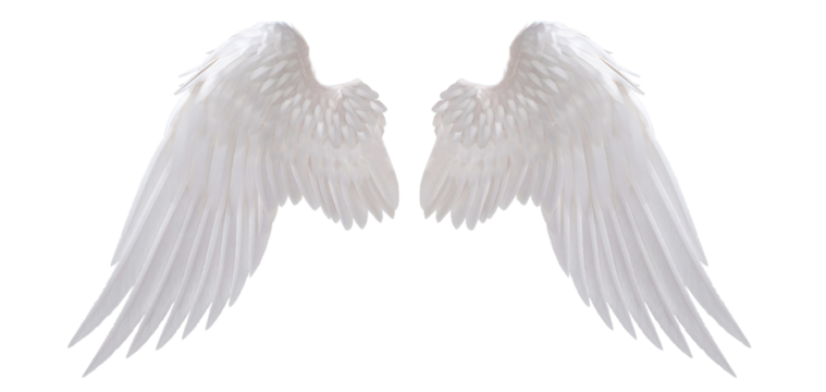 white angel wing isolated for design