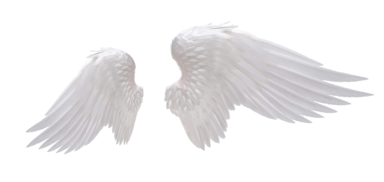 white angel wing isolated for design