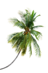 New coconut tree isolate for design