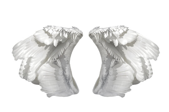 White angel wings for design
