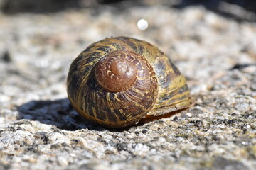 Caracola sobre piedra (macro)