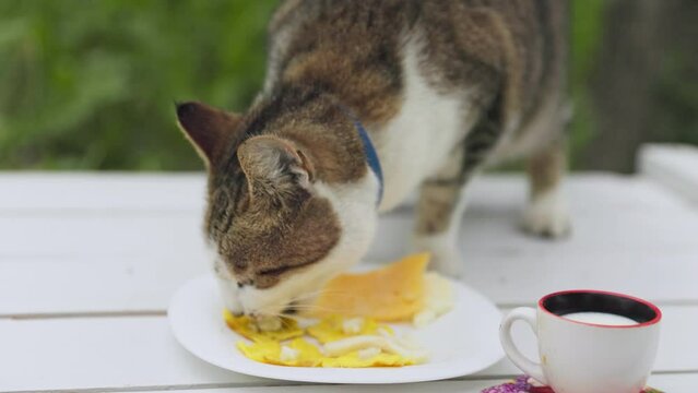 cat eats cheese from the table, close-up