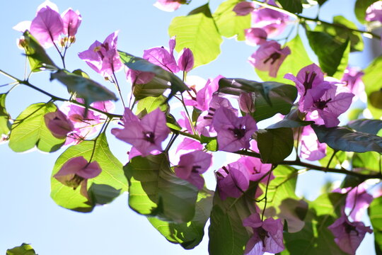 Rama en plena floraci&oacute;n de buganvilla