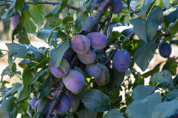 Plums close up photography, Fruits among the leaves on a branch, polish orchards, healthy polish...