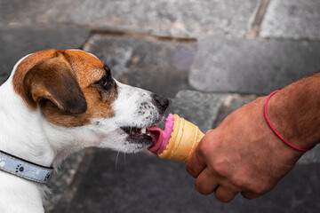 happy jack russell terrier eating pink ice cream from owner's hands. Walk