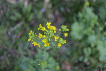 yellow yellow in the garden