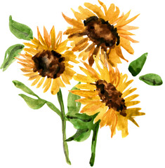 Sunflower hand painted watercolor illustration