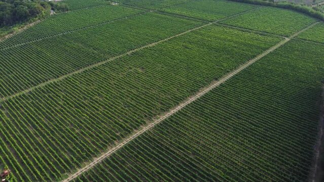 Aerial Drone Shot of Sunny Wineyard .