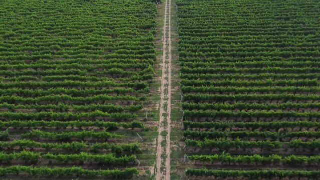 Aerial Drone Shot of Sunny Wineyard .