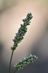 Flora silvestre con fondo difuminado (macro)