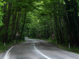 the road through the tree tunnel