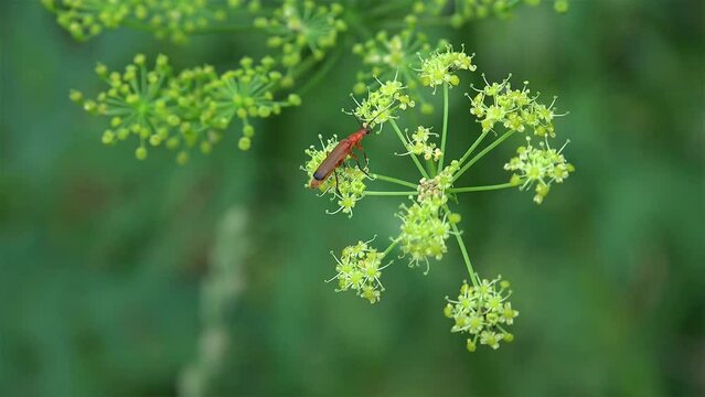 Red soldier beetle (Rhagonycha fulva) on a Fennel umbel. 