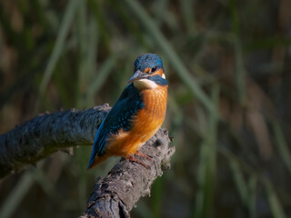 common kingfisher on a branch