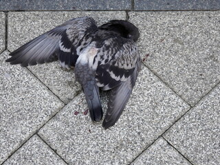 Dead body of pigeon laying on the pavement