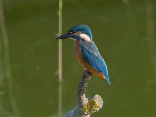 kingfisher on a branch