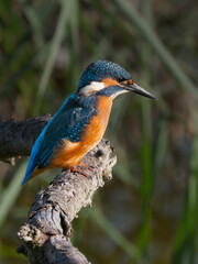 kingfisher on a branch