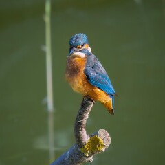 kingfisher on branch