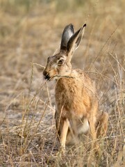 Rabbit in the grass