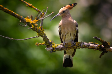 The Eurasian hoopoe, Upupa epops