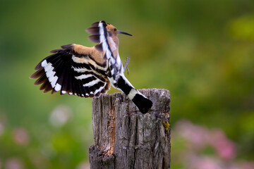 The Eurasian hoopoe, Upupa epops © Josef Cink