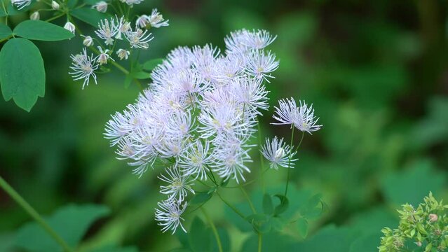 White flowers of Thalictrum filamentosum (Thread-Like Meadow Rue).