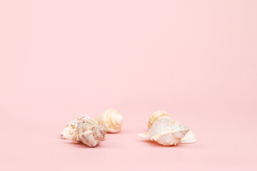 Different seashells on pink background. Place for product presentation, cosmetics. Advertising display. Copy space, front view, summer still life.