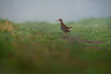 The water rail or Rallus aquaticus is a bird of the rail family which breeds in well vegetated wetlands across Europe