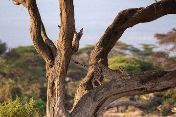 Fototapeta na wymiar Cheetah sharpening its claws on the trunk of an acacia tree looking towards the camera in Amboseli National Park, Kenya, Africa