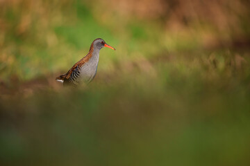 The water rail or Rallus aquaticus is a bird of the rail family which breeds in well vegetated wetlands across Europe