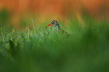 The water rail or Rallus aquaticus is a bird of the rail family which breeds in well vegetated...