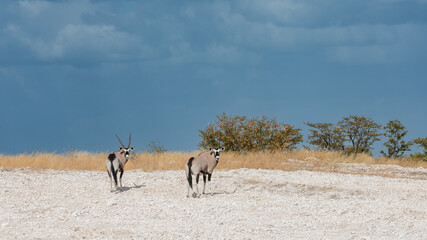 Two gemsbok looking backwards with storm clouds behind them