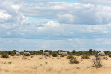 Five elephant walking in a line 
