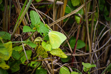 Beautiful Yellow Butterfly blending with the natural environment.