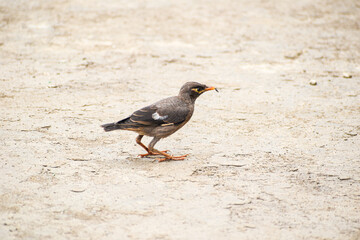Common Myna Bird Eating insects 