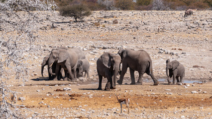 Herd of elephant at a waterhole with a impala in the foreground