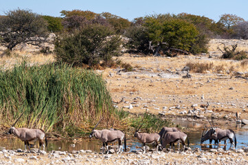 Herd of gemsbok at a waterhole
