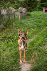 happy beautiful dog in the yard