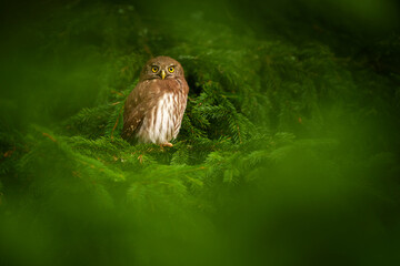 The Eurasian pygmy owl or Glaucidium passerinum is the smallest owl in Europe