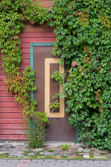 Fototapeta na wymiar Old brown wooden doors, entrance to wooden house with ivy plants climbing up the wall in Tartu, Estonia. European historic architectural details.