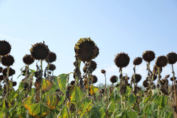 Sunflower harvest. Agriculture and Global Warming concept