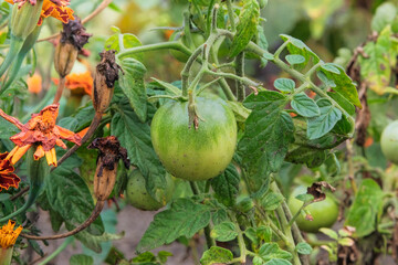 Green tomato is growing in rustic garden. Organic green tomatoes in farming and harvesting. Growing vegetables at home. Closeup. Open ground flat bed into the garden.